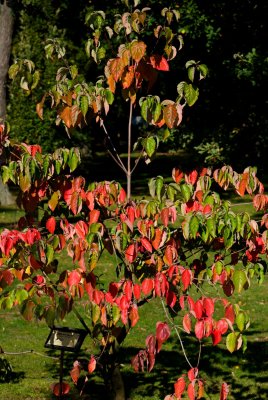 Cornus nuttalii - dřín nuttallův - celek